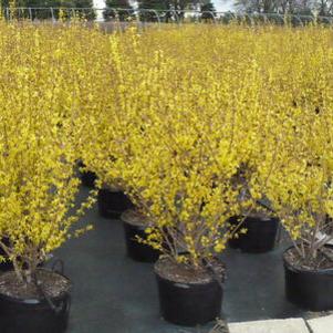 Forsythia intermedia Spring Glory