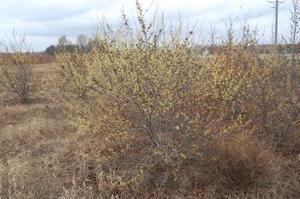 Hamamelis virginiana 