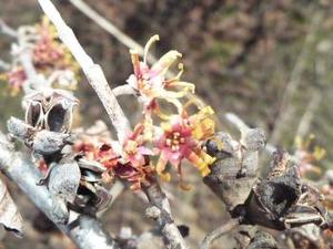 Hamamelis vernalis 