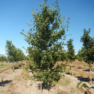 Acer campestre 