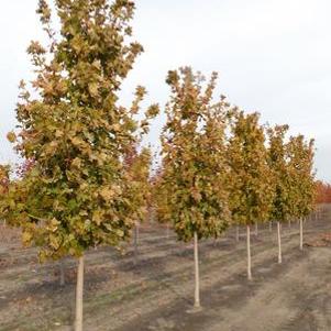 Acer saccharum Commemoration