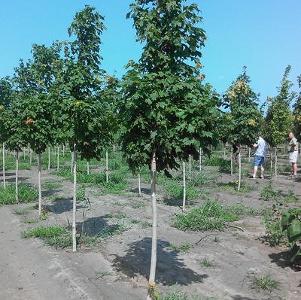 Acer saccharum Green Mountain