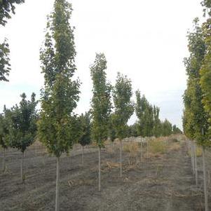 Acer freemanii Armstrong