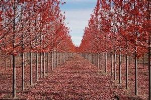 Acer freemanii Jeffersred