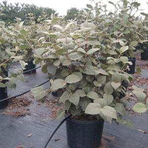 Viburnum carlesii 