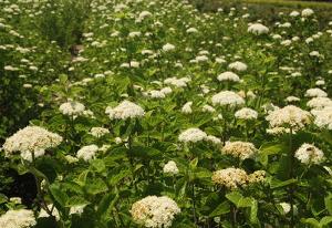 Viburnum dentatum 