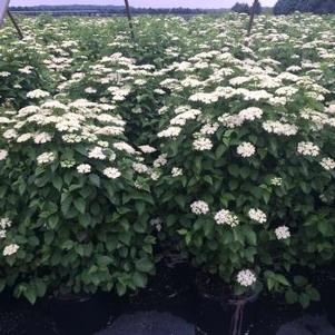 Viburnum dentatum Ralph Senior