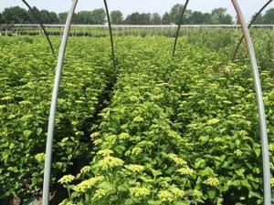 Viburnum dentatum Synnestvedt