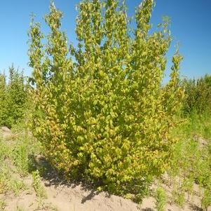 Viburnum prunifolium 