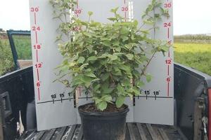 Viburnum juddi 