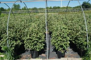 Viburnum lantana Mohican
