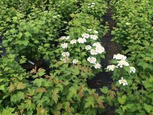 Viburnum trilobum Wentworth