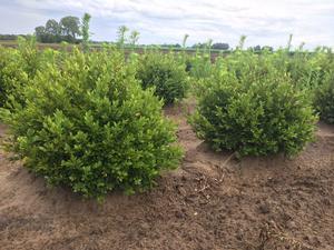 Buxus Green Mound