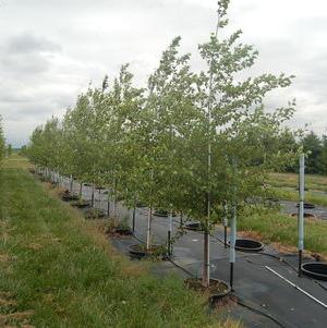 Betula nigra 