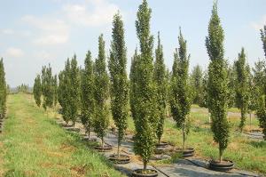 Carpinus betulus Fastigiata