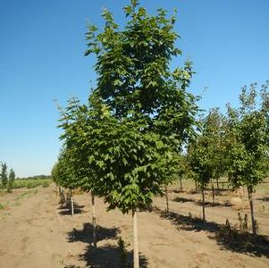 Acer miyabei Morton