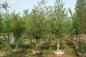 Carpinus caroliniana 