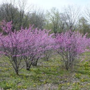 Cercis canadensis 