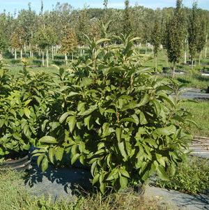Chionanthus virginicus 