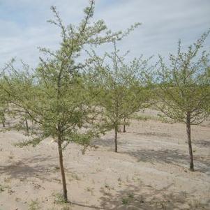 Crataegus ambigua 