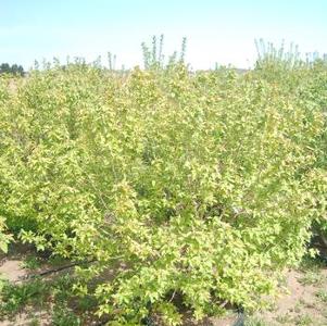 Acer ginnala Flame