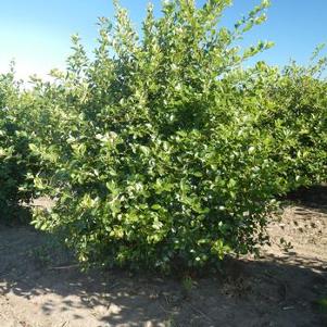 Crataegus crusgalli 
