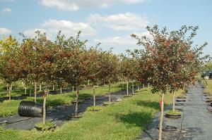 Crataegus crusgalli Inermis