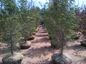 Crataegus phaenopyrum 