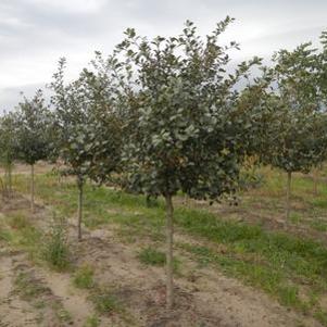 Crataegus viridus Winter King