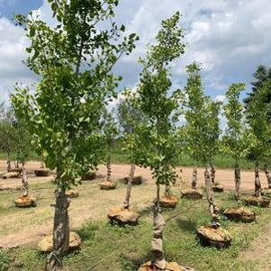Ginkgo biloba Autumn Gold