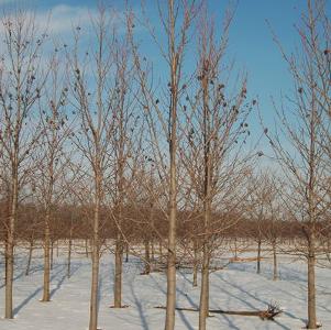 Liquidambar styraciflua Worplesdon