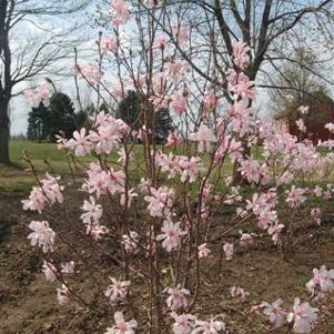 Magnolia loebneri Leonard Messel