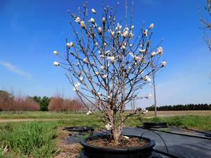 Magnolia stellata Royal Star