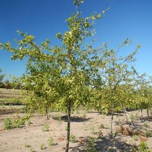 Malus Floribunda