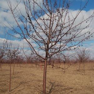 Malus Purple Prince