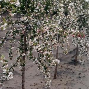 Malus Red Jade