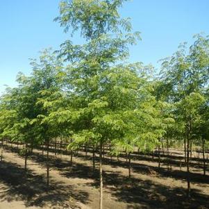 Gleditsia triacanthos var. inermis Impcole