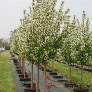 Malus Red Jewel