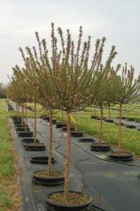 Malus Coralcole