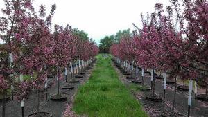 Malus Prairifire