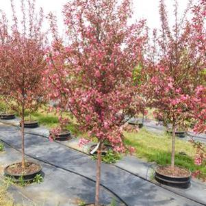 Malus JFS JFS_KWS