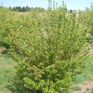 Malus sargentii 