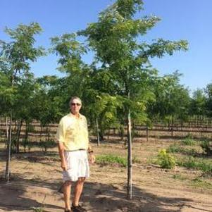 Gleditsia triacanthos var. inermis Suncole
