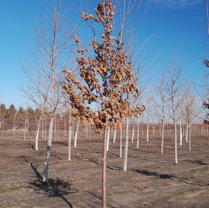 Ostrya virginiana Ironwood