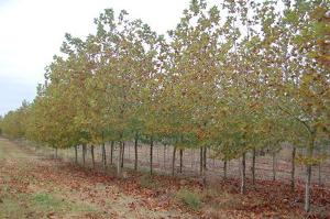 Platanus acerifolia Bloodgood