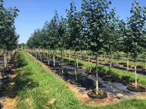 Populus tremuloides 