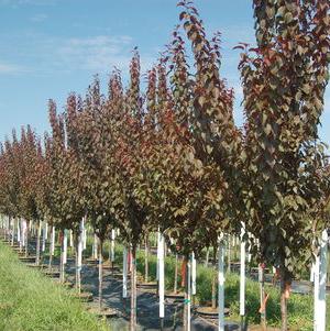 Prunus cerasifera Newport
