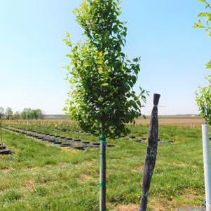 Prunus virginiana Canada Red