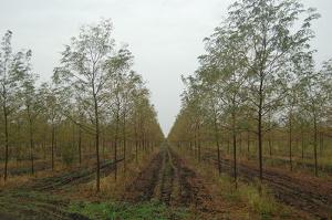 Gleditsia triacanthos var. inermis Skyline