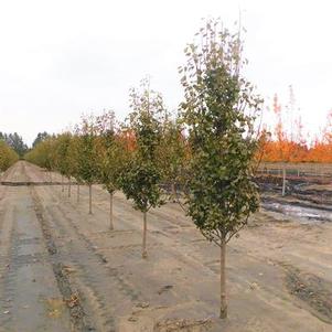 Pyrus calleryana Jaczam